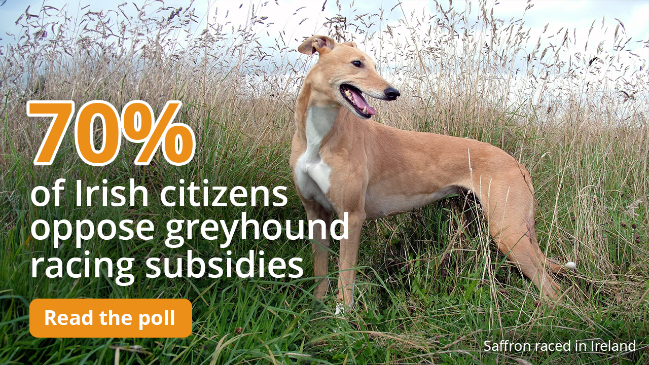 75% of Irish citizens oppose greyhound racing subsidies