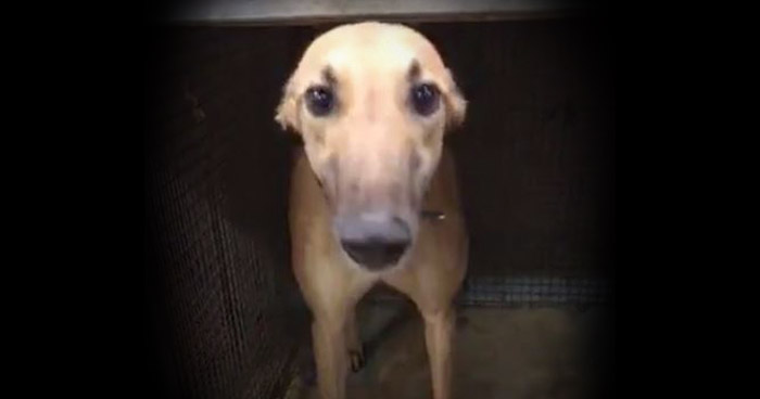 A caged greyhound in West Virginia