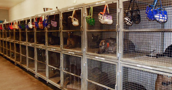 Caged and muzzled greyhounds in a US kennel