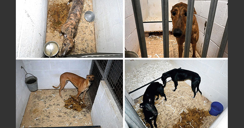 Caged greyhounds at a breeding facility