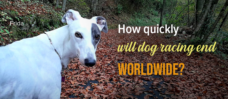 How quickly will dog racing end worldwide?
