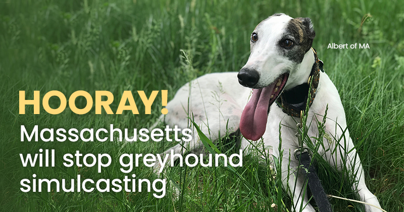 Hooray! Massachusetts will stop greyhound simulcasting