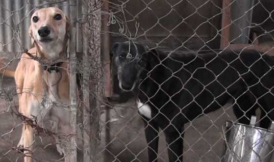 End dog racing in New Zealand