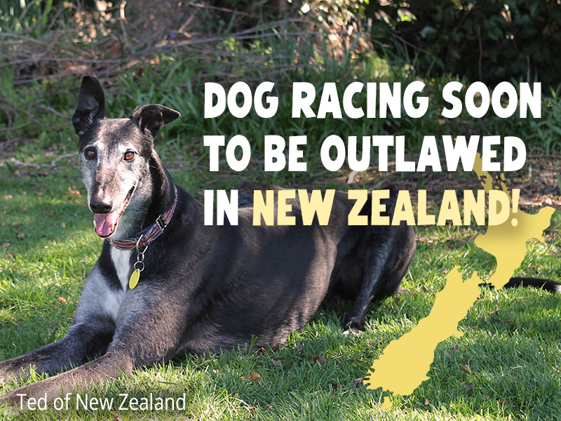 Dog racing soone to be outlawed in New Zealand