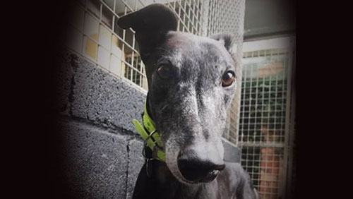 2,500 British greyhounds need your help