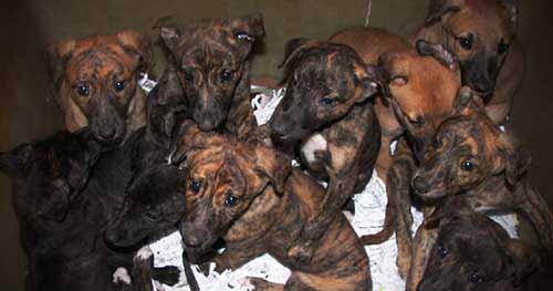 Breeding & Tattooing - puppies bred for the greyhound racing industry