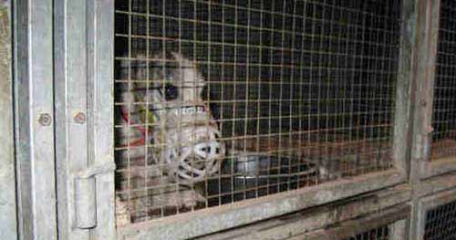 Greyhound racing facts - a caged greyhound