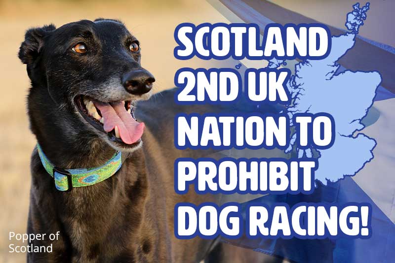 Scotland Shuts Down Dog Racing!