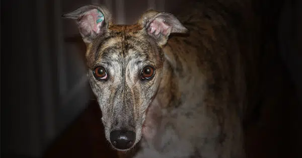 Visit our action center to end the cruelty of greyhound racing