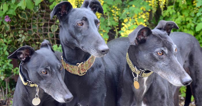 three black greyhounds