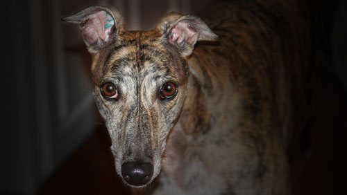 Stop the killing greyhounds of in Texas