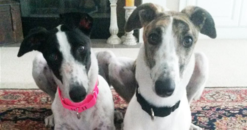 Nellie and Paxton, greyhounds