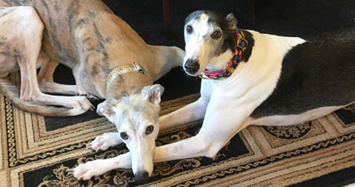 Ozzie and Jelly Bean greyhounds