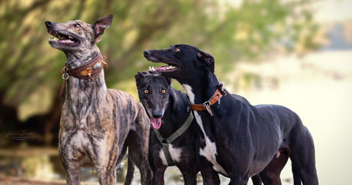 Samweis, Levi and Dude greyhounds