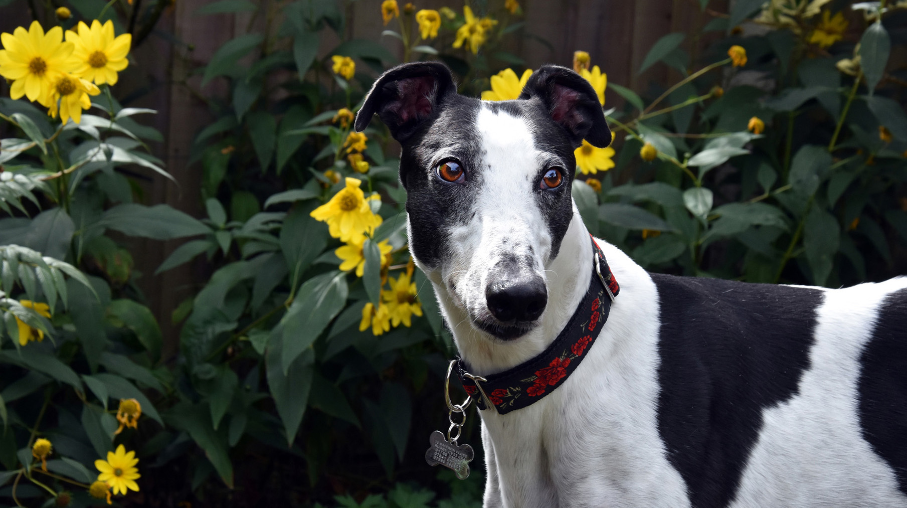 End greyhound racing in the United Kingdom