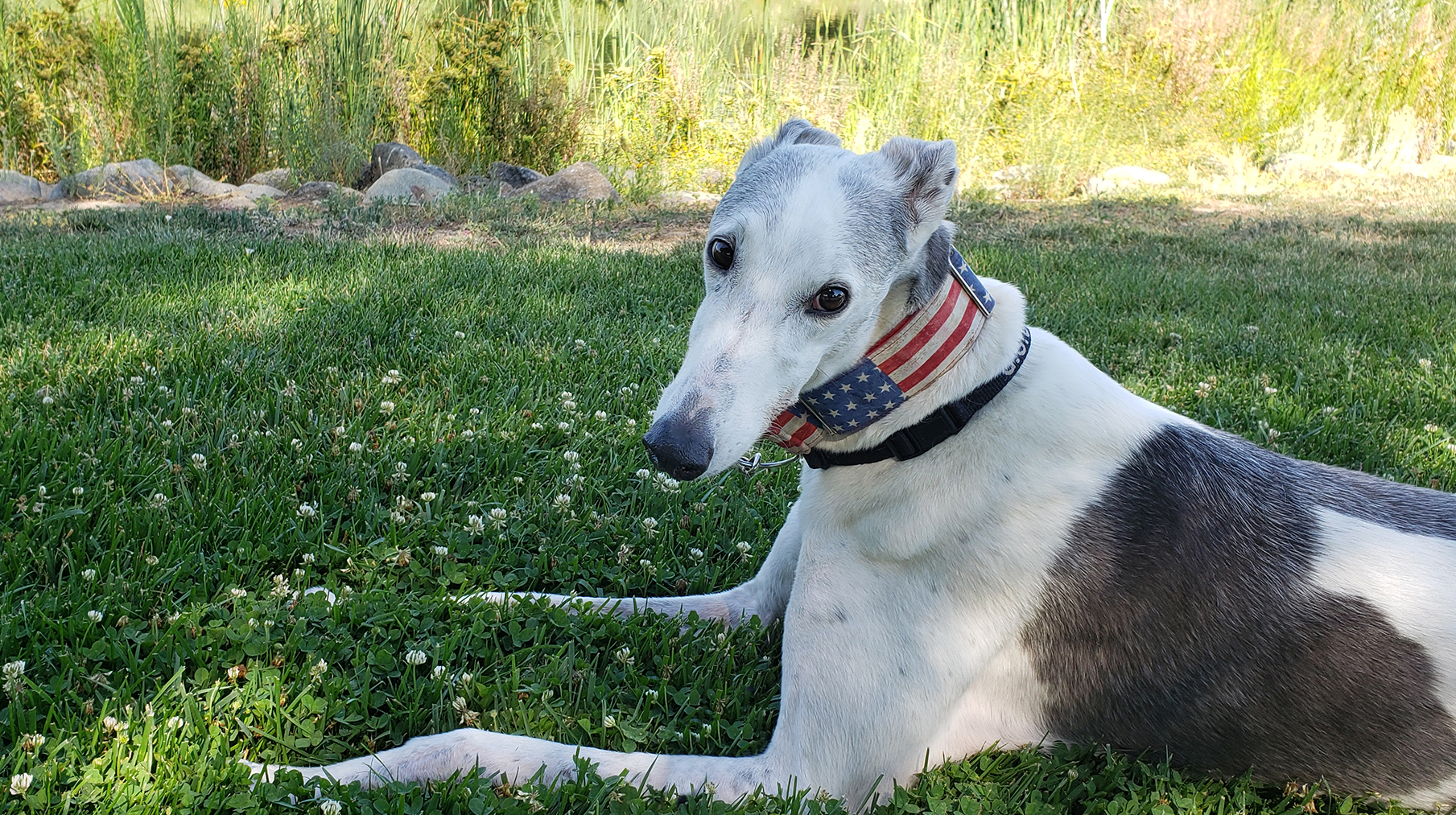 Sign the petition to end greyhound racing worldwide