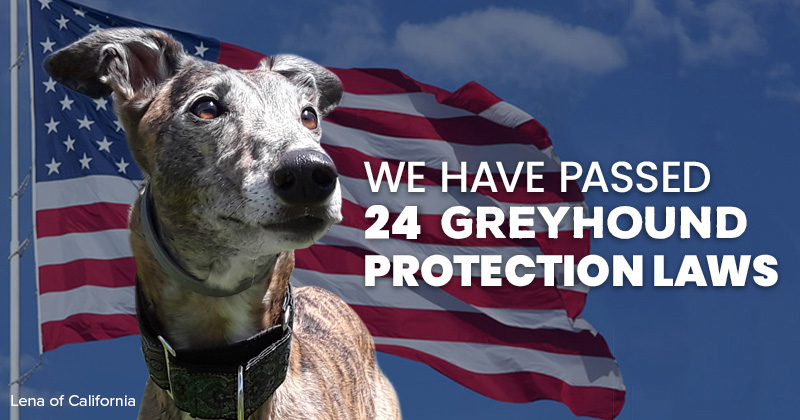We have passed 24 greyhound protection laws
