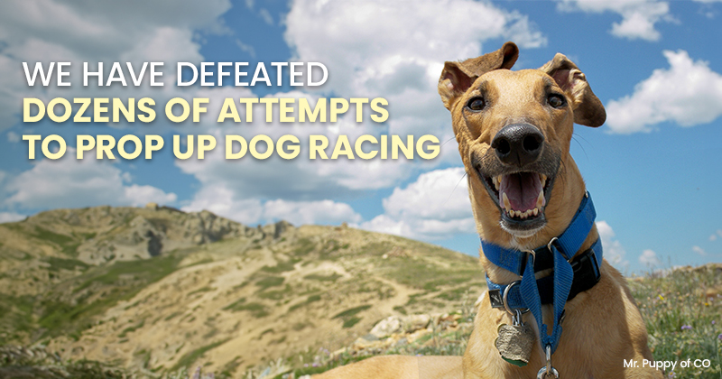 We have defeated dozens of attempts to prop up dog racing
