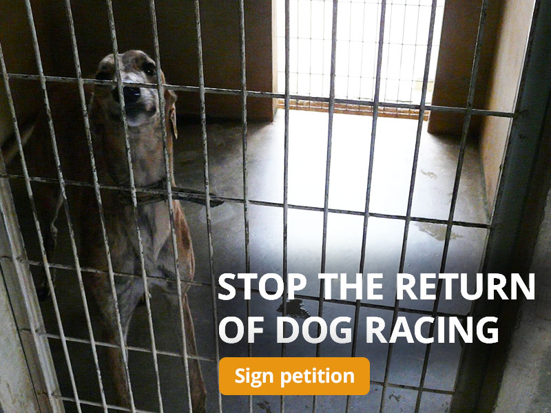 Stop the return of dog racing in Vietnam