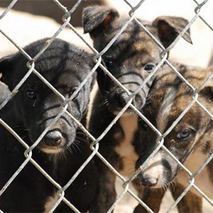 how many greyhounds die each year from racing in florida