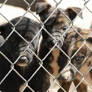 Florida greyhound puppies behind a fence