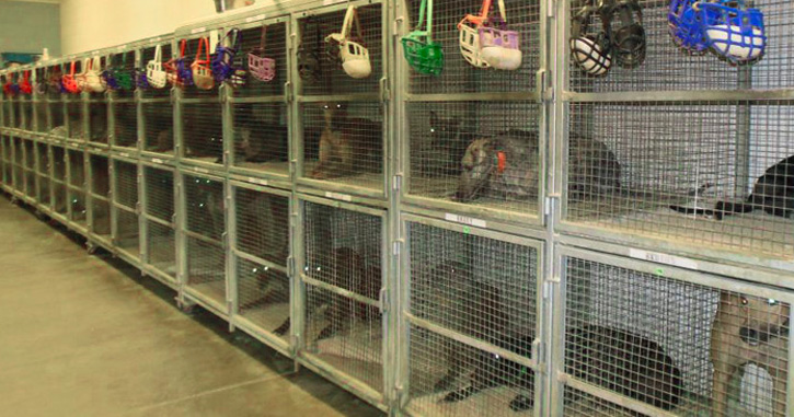A caged greyhound in West Virginia